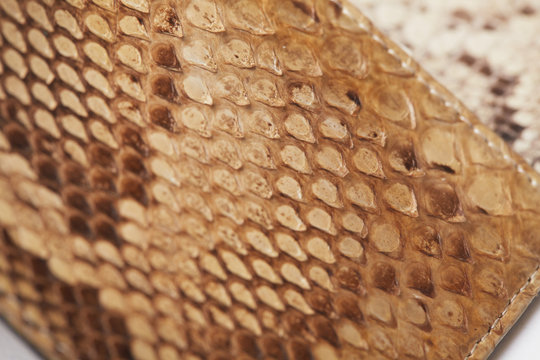 python skin texture