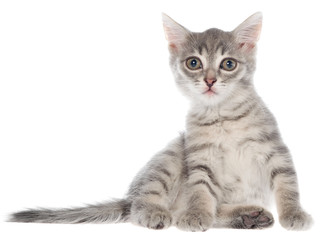 British shorthair tabby kitten sitting isolated