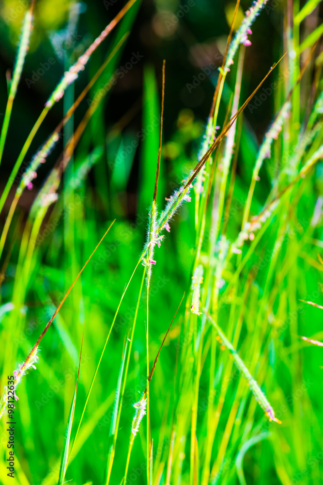 Wall mural Grass flower in national park