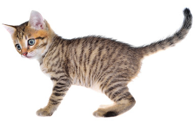 Shorthair brindled kitten goes