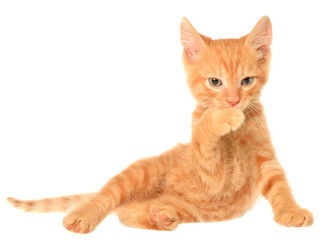 Orange kitten lays and lick