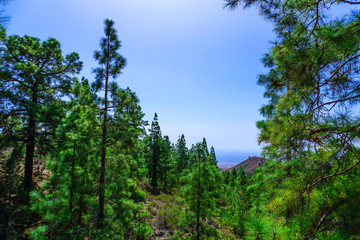 Fir Tree on Sky Background