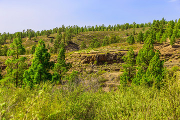 Fototapeta na wymiar Fir Trees on Mountain Landscape