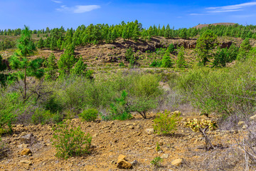 Fir Trees on Mountain Landscape