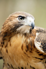 Close up head shot of Red Tailed hawk.