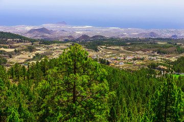 Fir Trees on Mountain Landscape