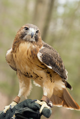 Red Tailed Hawk sits on a handler's glove.