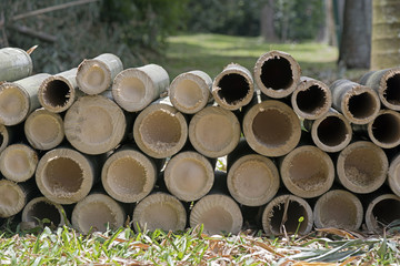Giant bamboo sawed