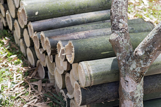 Giant bamboo sawed