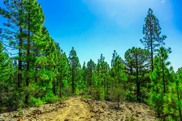 Fir Trees on Mountain Landscape