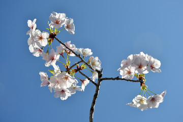 桜