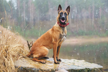 Belgian Shepherd dog Malinois sitting outdoors while snowing - obrazy, fototapety, plakaty