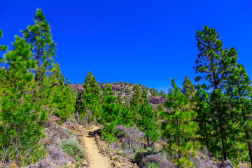 Fototapeta premium Fir Trees on Mountain Landscape