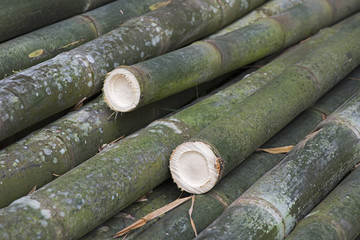 Giant bamboo, the highest grass