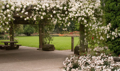 Fototapeta premium White Rose Arbor