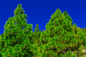 Fir Trees on Mountain Landscape