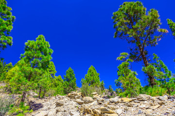 Fir Trees on Mountain Landscape