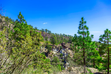 Fir Trees on Mountain Landscape