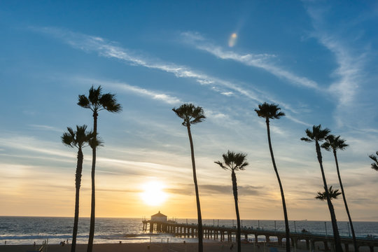 Tropical palms along Californian beaches.