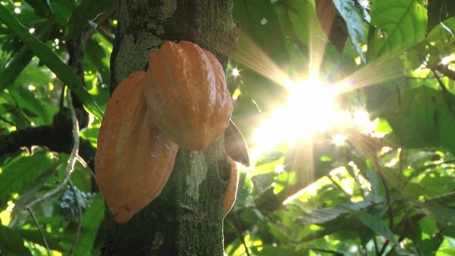 View to the cocoa fruit and leafs with the direct sunlight at the plantation in Dominican Republic.