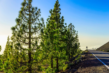 Fir Trees on Mountain Landscape