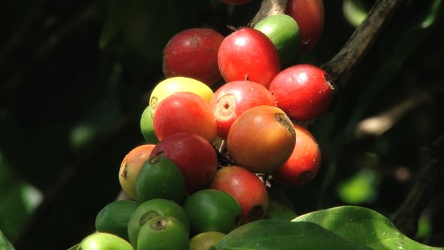 Red Arabica coffee beans at the plantation in Jarabacoa in Dominican Republic.