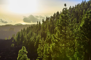 Fir Trees on Mountain Landscape