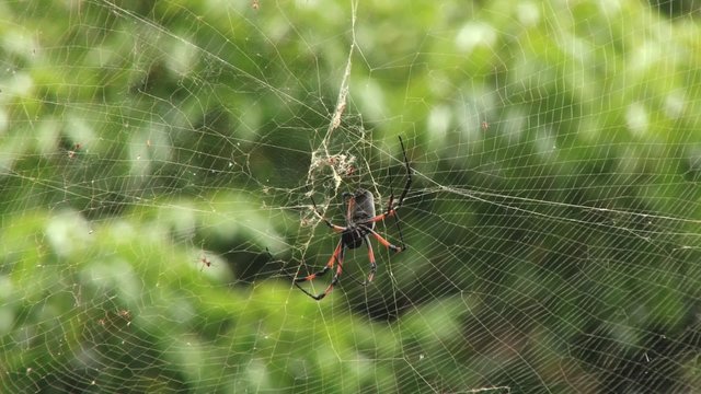 The red-legged golden orb-web spider (Nephila inaurata) weaves the net in Pamplemousses, Mauritius.