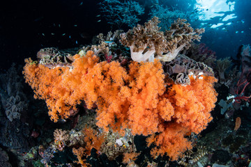 Fototapeta na wymiar Orange Soft Corals on Reef