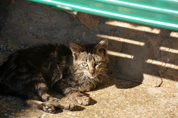 gato callejero © uzkiland