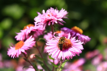 bee sits on the asters