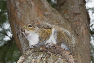 American squirrel sitting on pine tree branch