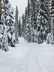 snow covered wilderness landscape in the foreste