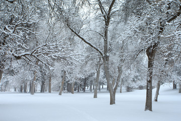 Snow Covered Forest.