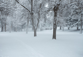 Snow Covered Forest.