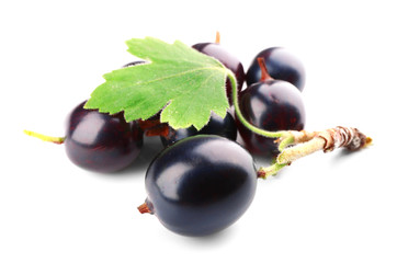 Wild black currant with green leaf isolated on white