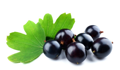Wild black currant with green leaves isolated on white