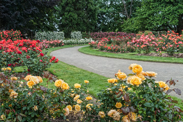 Rose Garden Path