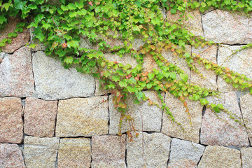 Rock wall with ivy creeping leave