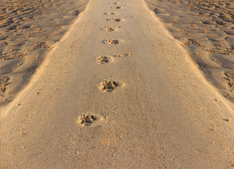 Footprints Horse in the Sand