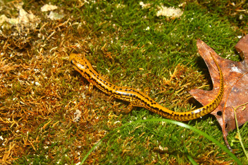 Longtailed Salamander in Mississippi