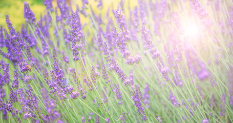 Soft and blur lavender field