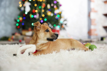 Small cute funny dog playing with Santa hat on Christmas tree background