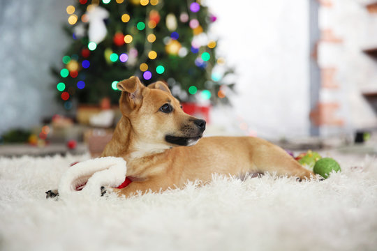 Small cute funny dog playing with Santa hat on Christmas tree background