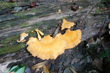 Yellow wild mushroom on the log