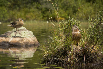 Two teal, on rock and in nest on Limekiln Lake,  Adirondacks, New York.