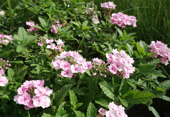 Lantana in the garden