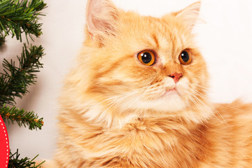 cute orange persian cat