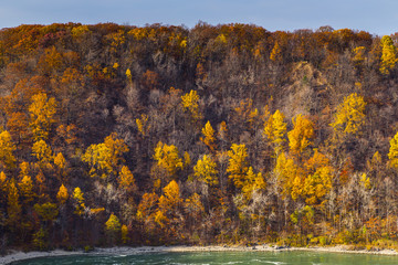Fall Forest Landscape