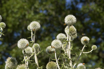 Honey bees seeking nectar from teasel flowers, New England.